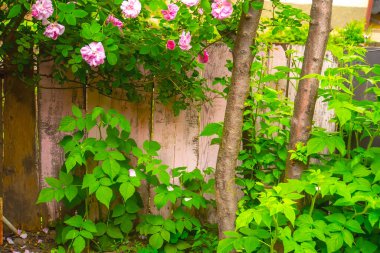 Lovely and romantic blooms of the Tea rose  in the garden