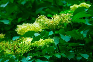 Yaz günü gün batımında çalılıklarda Mürver çiçekleri