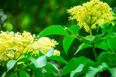 Yaz günü gün batımında çalılıklarda Mürver çiçekleri