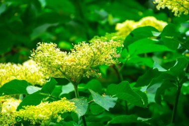 Yaz günü gün batımında çalılıklarda Mürver çiçekleri