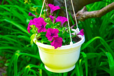 Kapalı menekşe Petunya çiçekleri bahçede