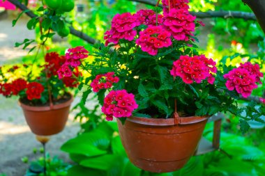 Bahçedeki pembe çiçekleri kapatın.