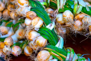 Sarımsaklı çelenkleri yakın çekim. Zengin hasat. Tarım ve tarım.
