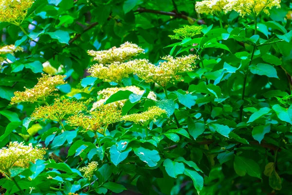 Fleurs Sureau Sur Buisson Coucher Soleil Dans Journée Été — Photo