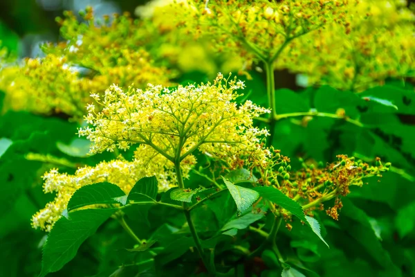 Цветы Бузины Рассвете Летний День — стоковое фото