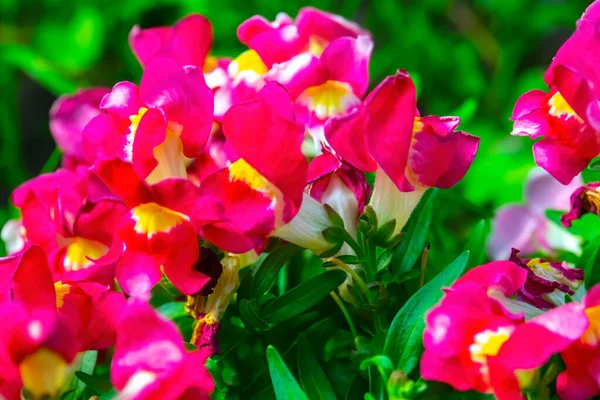 Close Roze Bloemen Tuin — Stockfoto