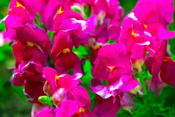 Closeup Pink Flowers Garden — Stock Photo, Image