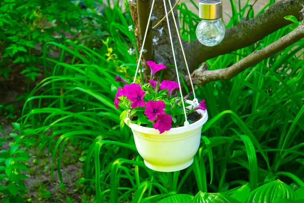 Closeup Violet Petunia Flowers Garden — Stock Photo, Image