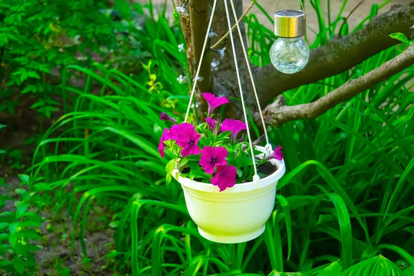 Zbliżenie Fioletowe Petunia Kwiaty Ogrodzie — Zdjęcie stockowe