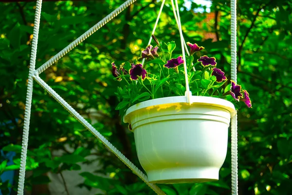 Closeup Violet Petunia Flowers Garden — Stock Photo, Image