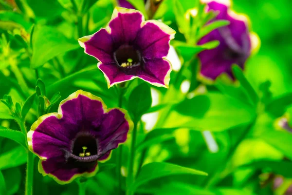 Fechar Flores Violeta Petúnia Jardim — Fotografia de Stock