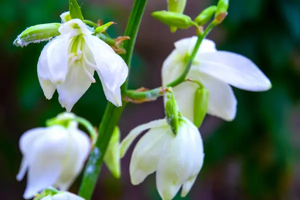 Zbliżenie Hosta Kwiaty Ogrodzie — Zdjęcie stockowe