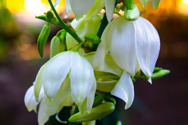 Gros Plan Hosta Fleurs Dans Jardin — Photo