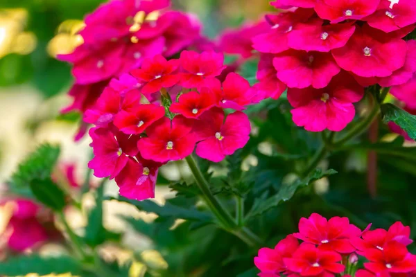 Primer Plano Flores Color Rosa Jardín —  Fotos de Stock