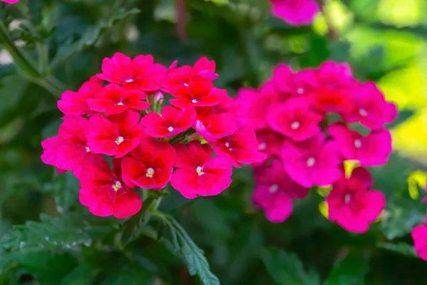 Close Roze Bloemen Tuin — Stockfoto