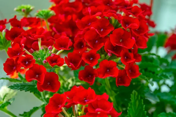Primer Plano Flores Rojas Jardín —  Fotos de Stock