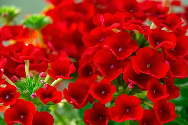 Primer Plano Flores Rojas Jardín —  Fotos de Stock