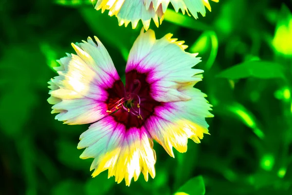 Гвоздичный Цветок Крупным Планом Саду — стоковое фото