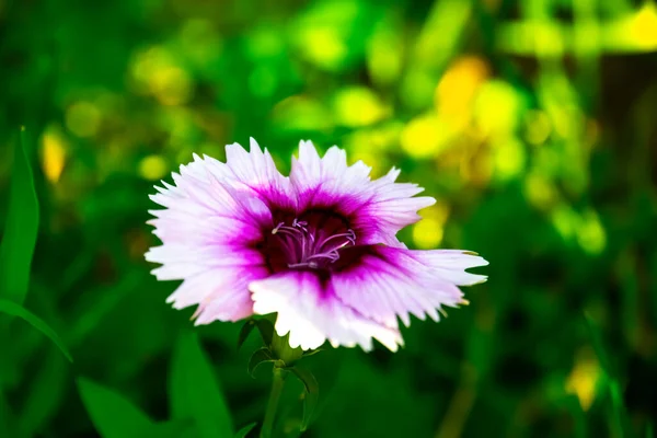 Крупним Планом Квітка Гвоздики Саду — стокове фото