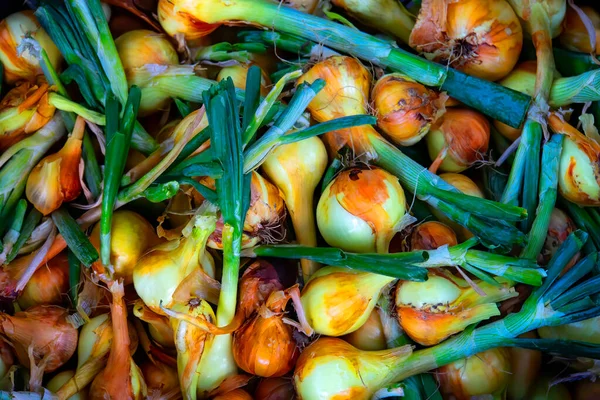 Bombillas Cebolla Recién Cavadas Cebollas Después Cosecha Del Jardín Aldea — Foto de Stock