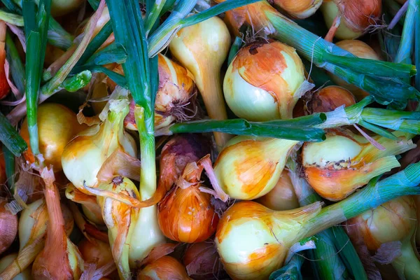 Bombillas Cebolla Recién Cavadas Cebollas Después Cosecha Del Jardín Aldea — Foto de Stock