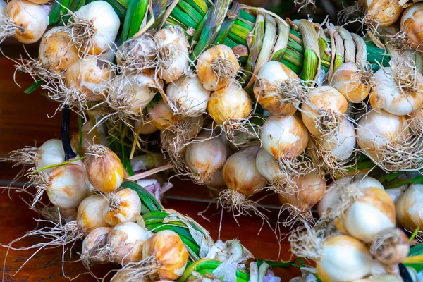 Közeli Fokhagyma Koszorúk Gazdag Termés Mezőgazdaság Gazdálkodás — Stock Fotó