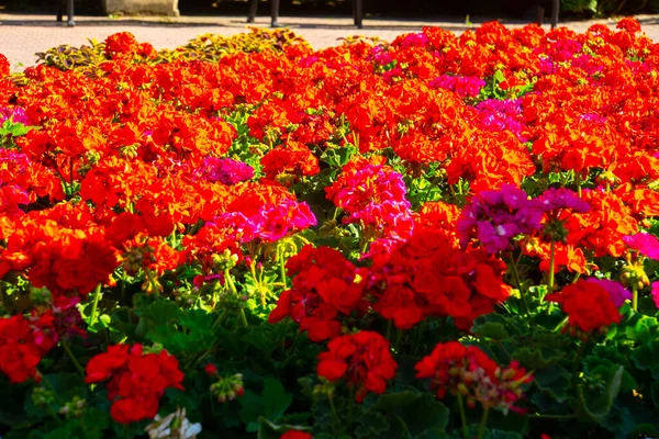 Közelkép Gyönyörű Virág Geranium Virágok Levelek Elmosódott Háttérrel — Stock Fotó