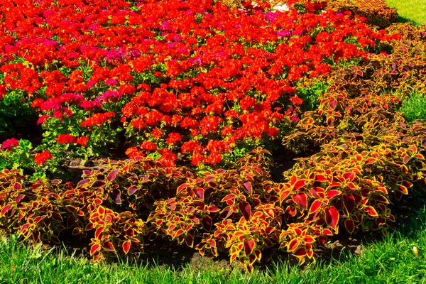 Close Piękne Kwiaty Geranium Liście Rozmytym Tle — Zdjęcie stockowe