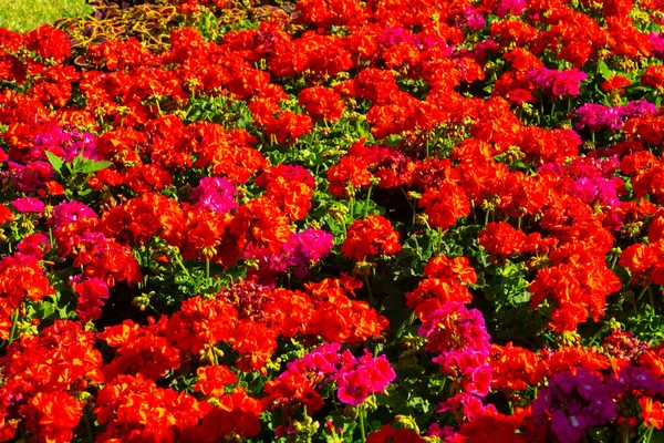 Крупним Планом Красиві Квіти Герані Листя Розмитим Фоном — стокове фото