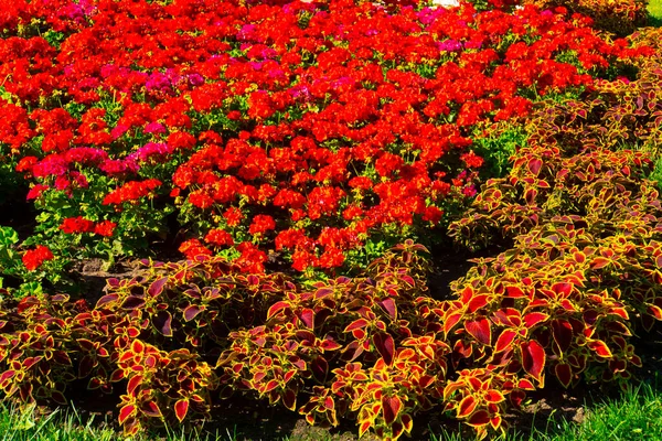 Close Mooie Bloesem Geranium Bloemen Bladeren Met Wazige Achtergrond — Stockfoto