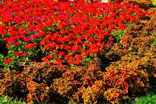 Close Mooie Bloesem Geranium Bloemen Bladeren Met Wazige Achtergrond — Stockfoto