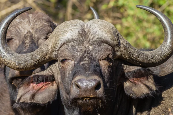 Buffalo testa corna fauna selvatica — Foto Stock