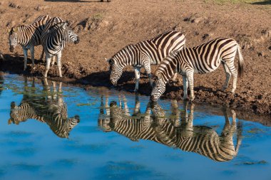 Yansımalar içme zebra'nın yaban hayatı
