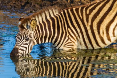 yaban hayatı zebra su yansımalar