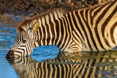 yaban hayatı zebra su yansımalar