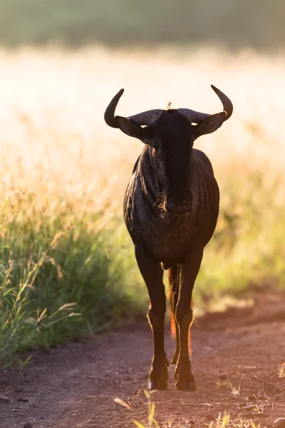 Wildlife Blue-Wildebeest Animal Backlight — Stock Photo, Image