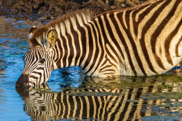 Wildlife Zebra Water Reflections — Stock Photo, Image