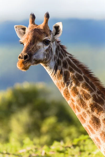 Wildlife Giraffe Animal Portrait — Stock Photo, Image