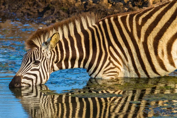 Wildtiere Zebra Wasserreflexionen — Stockfoto