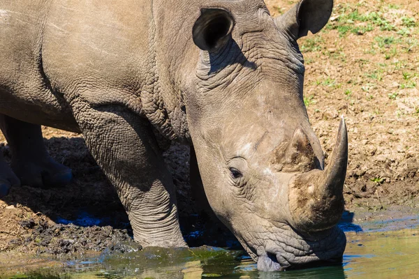 Rhino vatten reflektioner — Stockfoto