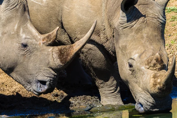 Les deux cornes d'eau de Rhino — Photo