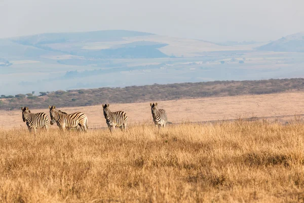 Paisagem seca da manhã de Zebra — Fotografia de Stock