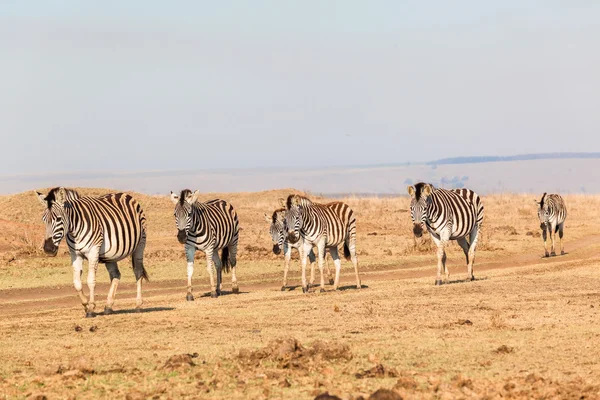 Zebra'nın sabah kuru peyzaj — Stok fotoğraf