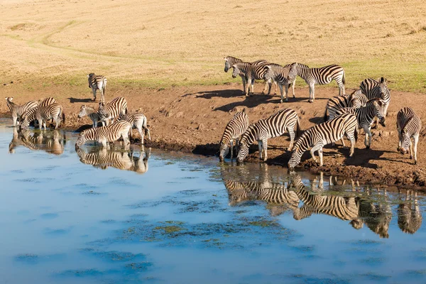 Reflexões da água de Zebra Vida selvagem — Fotografia de Stock
