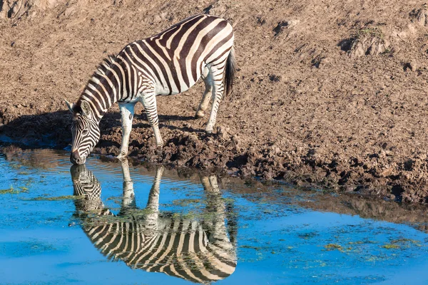 Wildlife zebra vody odrazy — Stock fotografie