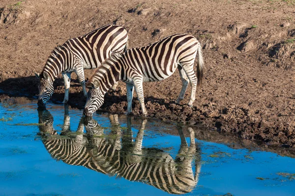 Zebra's Water Reflections — Stock Photo, Image