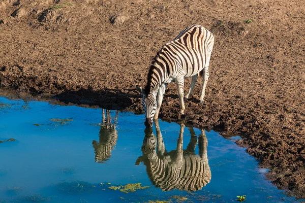 Wildlife Zebra Calf Water Reflections — Stock Photo, Image