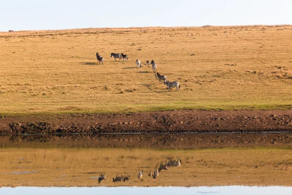 Zebra's landskap vatten reflektioner — Stockfoto