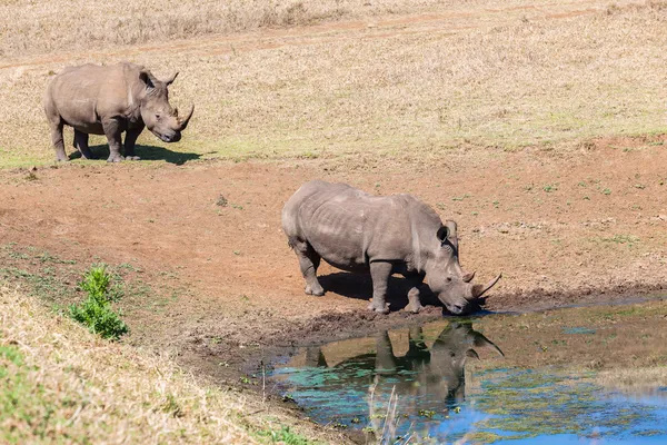 Rhino's Morning Water Reflections — Stock Photo, Image