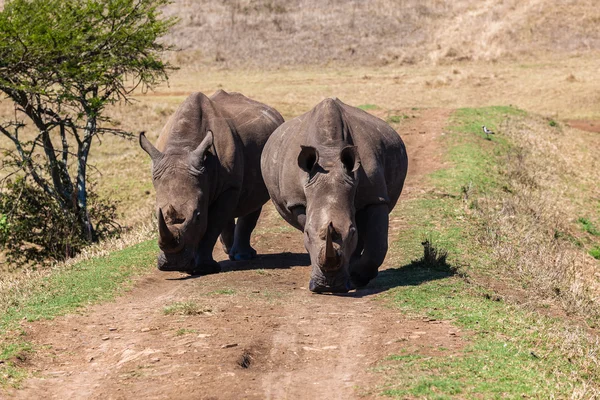 Growl de rinoceronte Head-On — Fotografia de Stock